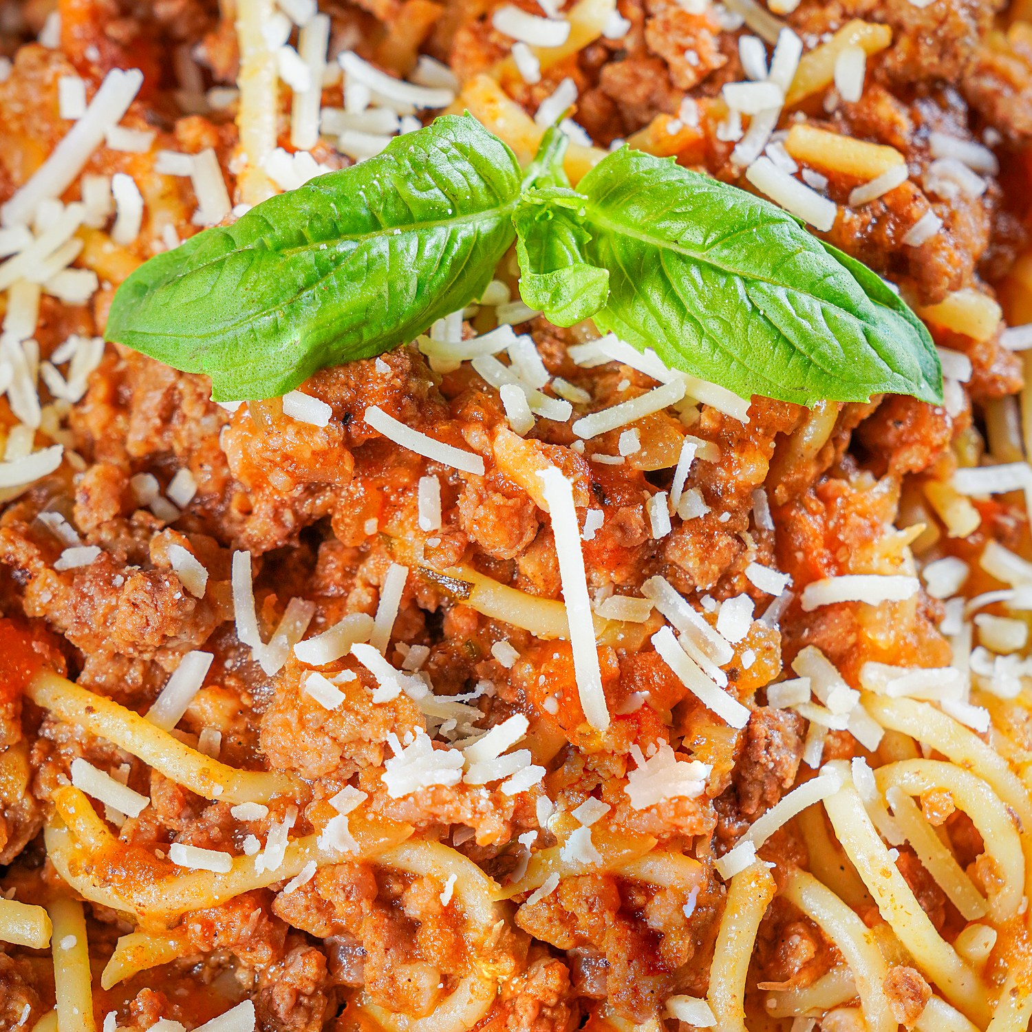 Bolognesa